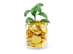 Gold coins in a glass jar isolated on a white background. Money in a pot. A growing tree in money. Investing in nature