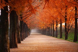 Rows of trees lining long empty park path or footpath in the autumn fall