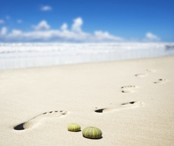 Foot prints on a sandy beach with the focus on the empty shells of two sea urchins