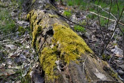 dead stam of a tree lying down and covering slowly with moss and decomposing