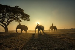 Three elephants walking the rope to a tree during a sunrise silhouette.