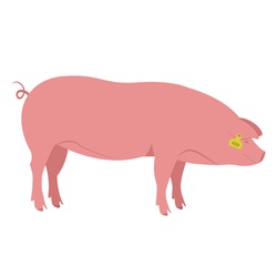 Colored silhouette of a pig with a tag on the ear. Pig farm, smart farm. Suitable for use in infographics, article design, advertising materials, presentations. Color vector simple illustration