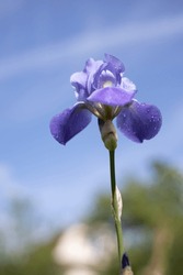 Flower of bearded iris (Iris germanica) with rain drops on background of bright blue sky. Blue iris flowers are growing in a garden. Close up
