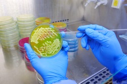 Scientist pick-up single colony of bacteria from medium agar plate by using disposable loop in biological safety cabinet