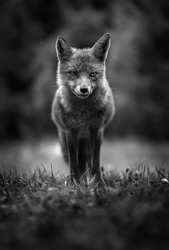 Close Up Wildlife Portrait in Black and White. Fearless Cute Red Fox Looking Straight into the camera. Beautiful wild animal in natural habitat. Wildlife scene from the wild nature, Slovenia, Europe.