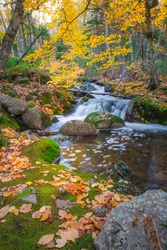 Tranquil forest scenery of autumn fall foliage colors with water stream inside Cape Breton Highlands National Park. Franey Mountain Trail. Autumn colors of Cape Breton, Nova Scotia