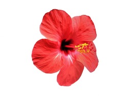 Red Chinese Rose flower (Hibiscus rosa-sinensis) on white background.