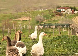 geese and ducks are indispensable for village life, ducks and geese fed in the garden of the house in the countryside