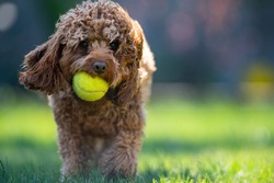 Dog with tennis ball in mouth and bokeh background