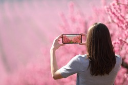 Back view portrait of a woman taking photo of a landscape with a smart phone in springtime in a pink flowered field