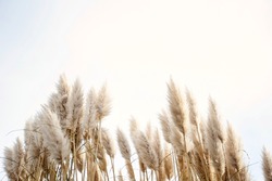 Pampas grass in the sky, Abstract natural background of soft plants Cortaderia selloana moving in the wind. Bright and clear scene of plants similar to feather dusters. beauty
