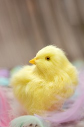 Cute baby animal, yellow chick with pastel feathers, concept for Easter holliday or spring season with pastel colored feathers close up funny concept