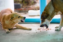 Two dogs are biting each other to compete for food, Roar