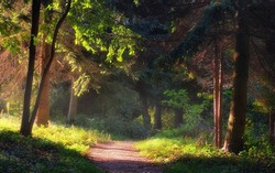 Walkway in the garden with morning lights, Pannonhalma Arboretum, Hungary