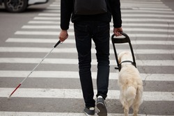 guide dog golden retriever helping young blind person with long cane walking in city. smart animal take care of owner, love him, dog is best friend