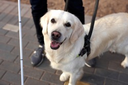 top view on beautiful golden retriever dog with disabled person, white guide dog looks at camera, kind dog