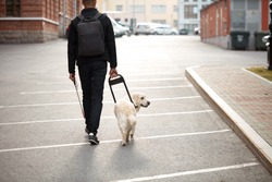 kind golden retriever helps a person to navigate in street, blind man need help while walking