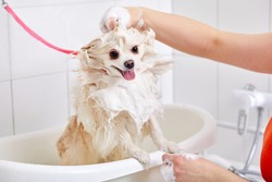 pet in grooming salon, domestic animal get shower, domestic animal get beauty procedures in beauty salon for dogs. in bath