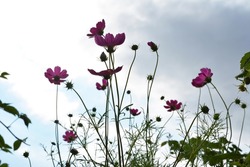 Pink cosmos flowers on the background of cloudy sky. Summer photo