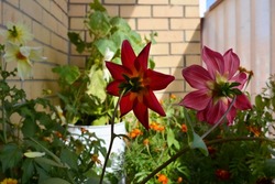 Blooming dahlias, marigolds and a diseased cucumber plant on a city balcony in summer. Failures that lie in wait for novice vegetable growers. Summer photo.