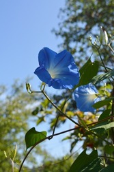 Blooming ipomoea twig with sky blue flowers close-up against the background of green foliage of fruit trees and a sunny blue sky. Nice summer photo.