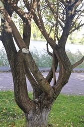 Fancy tree trunk with clipped branches against the backdrop of a city lake