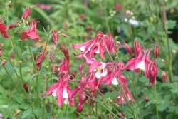 The catchment is ordinary or Aquilegia ordinary. Aquilegia Vulgaris. Light pink flowers of a bizarre shape, resembling bells on thin long stems with small green leaves