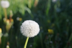 Isolated dandelion with dew on blue sky background. Close-up of dewdrop on the head of dandelion. Purity and blooming