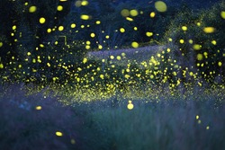 Enchanted magical forest of fireflies (lightning bugs) on a warm summer evening. Long exposure creates ethereal and nostalgic atmosphere