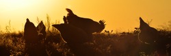 Silhouettes of a rooster and hens against the sunset. Copy space for text.