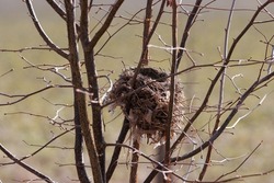 Empty bird nest in a small tree in spring time
