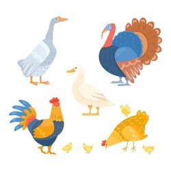 Different farm birds set cartoon illustration set. Geese, turkey cock, duck, rooster, hen with little chickens isolated on white background. Domestic animal, poultry concept