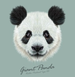 Panda animal cute face. Vector Asian panda bear head portrait. Realistic fur portrait of bamboo funny black and white panda animal isolated on blue background.