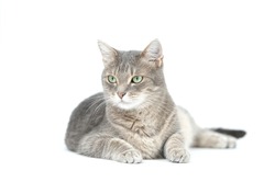 Adult grey tabby cat lying isolated on white background	