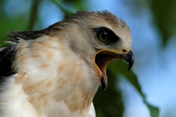 The Sulawesi hawk-eagle Chicks, also known as Celebes hawk-eagle or Nisaetus lanceolatus.
