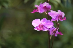 Phalaenopsis commonly known as moth orchids, is a genus of about seventy species of plants in the family Orchidaceae.