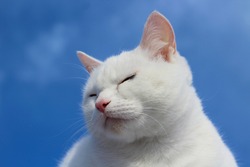 White Sleeping Cat Portrait against Blue Sky. Cute Kitten with Blue Eyes, Pink Nose and Fluffy Fur and Whiskers
