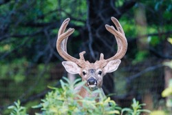 Fenced in trophy whitetail buck deer (Odocoileus virginianus) with velvet antlers looking at camera during late summer. Selective focus, background blur and foreground blur