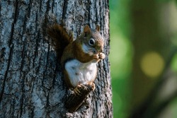Close up of an American Red Squirrel (Tamiasciurus hudsonicus) eating a seed from a tree limb during summer. Selective focus, background blur and foreground blur.