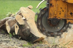 Using a Stump Grinder to remove fallen tree