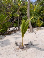 A coconut seedling growing from a coconut on a tropical beach on an island in the Maldives.