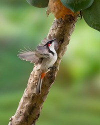 Red-whiskered bulbul (Pycnonotus jocosus) in flight and feeding on a ripe papaya fruit in the garden. Also called crested bulbul, a passerine bird native to Asia.