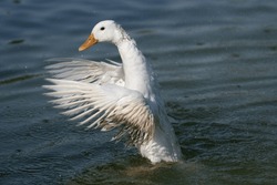 Beautiful White duck flapping it's wings while swimming in the lake and with droplets flying all around it.