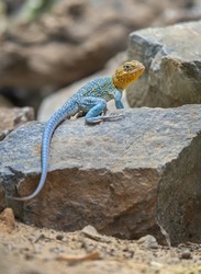              Common collared lizard (Crotaphytus collaris) waiting on a female on a rock during mating season.               