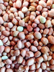 Texture background of peanut beans. Also known as ground nut, goober, pindar, monkey nut, mungfali dana. Close shot
