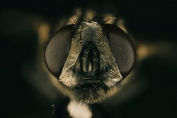Macro photography of the head of a common fly