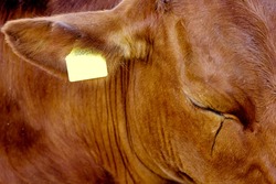 brown cow with a crying eye.