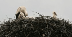 Eastern Europe, Republic of Belarus, Kachanovichi village, Pinsk district, Brest region. Old houses with thatched roofs. Nest with storks.