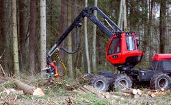 Timber harvester. Forest cutting with the help of a harvester. Forest cutting with the help of special equipment