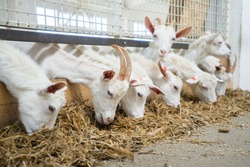 Goats eat hay or grass on the farm. Farm livestock farming for the industrial production of goat milk dairy products